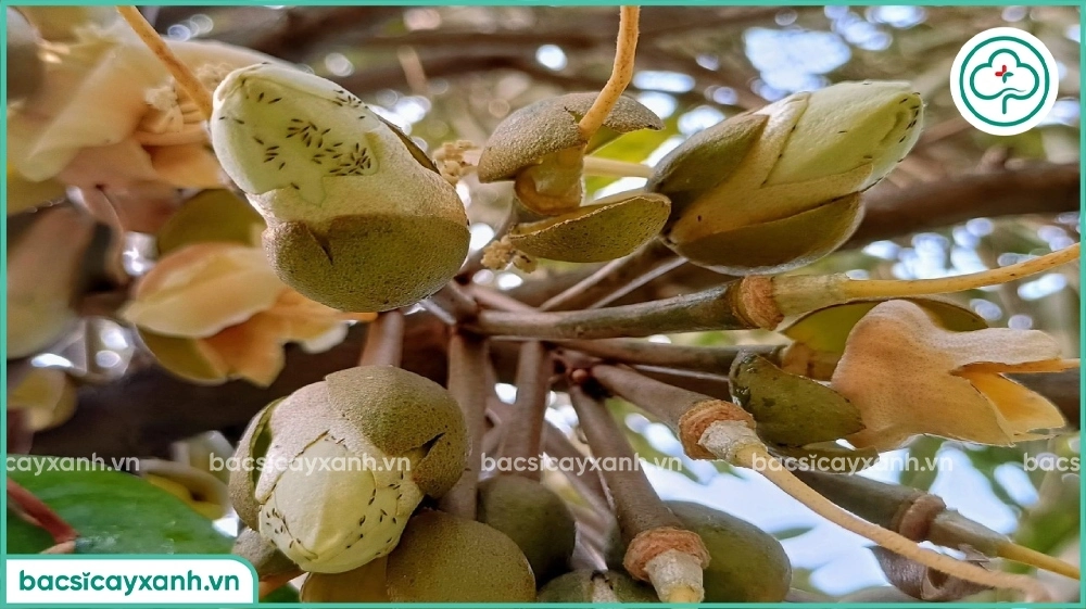 bọ trĩ hại hoa sầu riêng